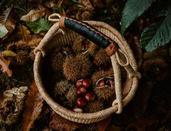 foraging sweet chestnuts